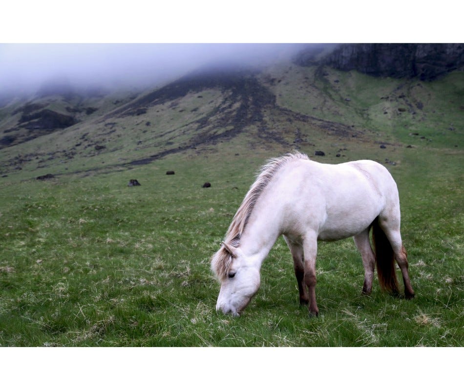 Strongyles are the most significant species of equine parasites.