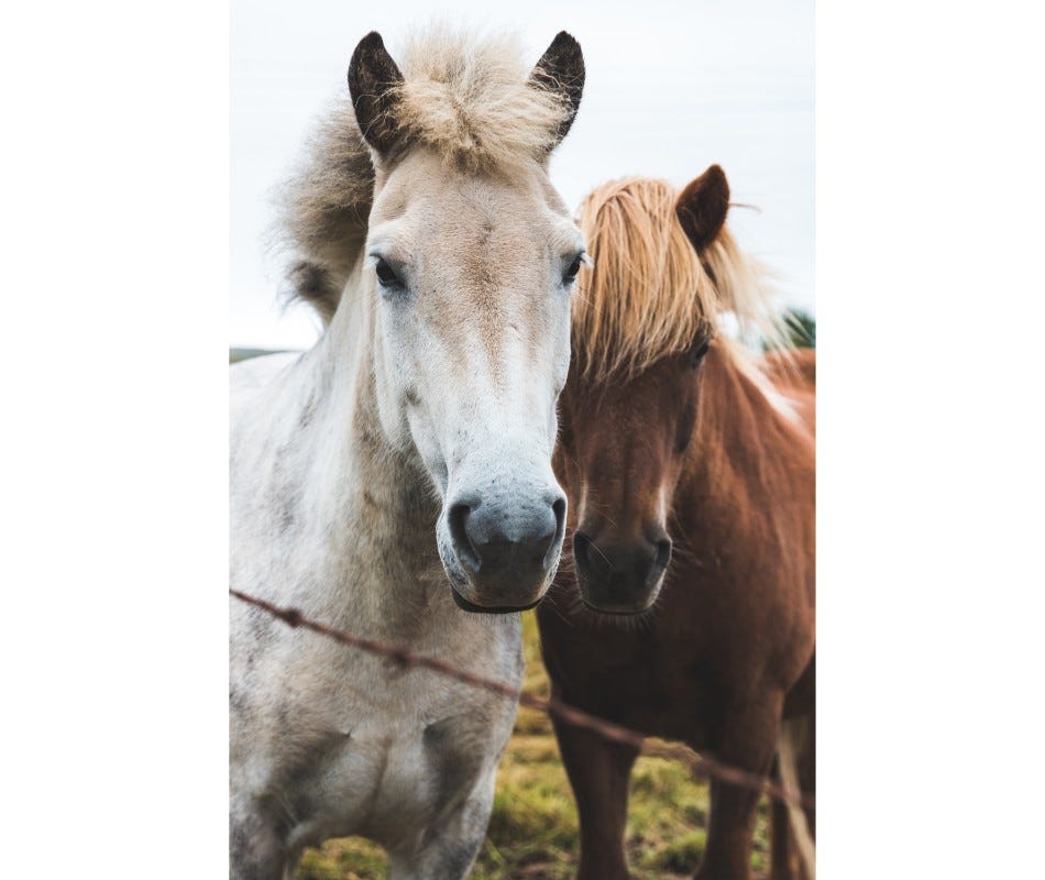 Understanding Horse Ulcer Treatments with a probitic.