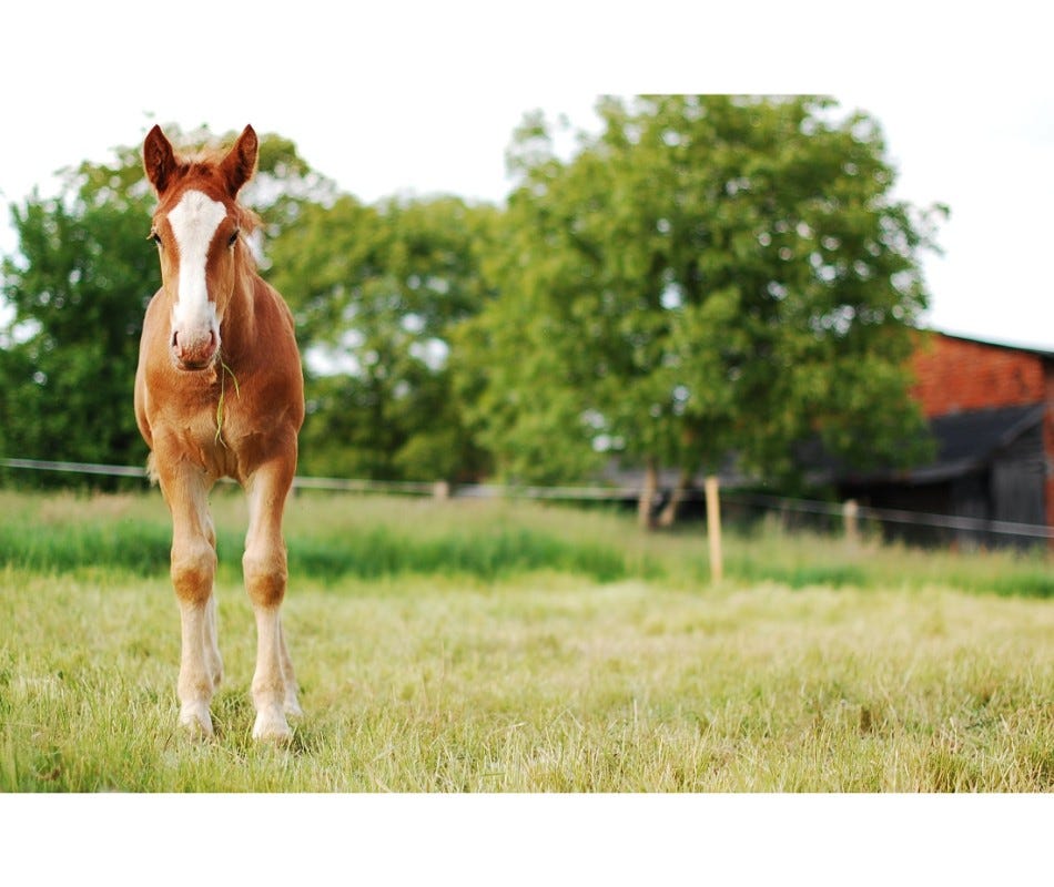 The last thing you want for a new foal entering the world is to be infested with parasites.