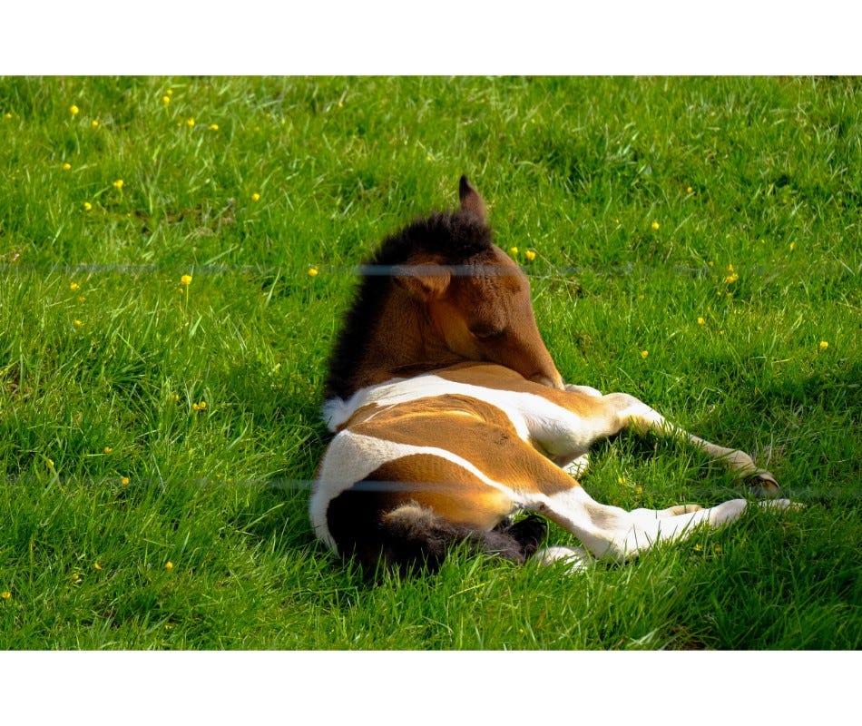 Foal Worming Made Safe and Easy with AbFen