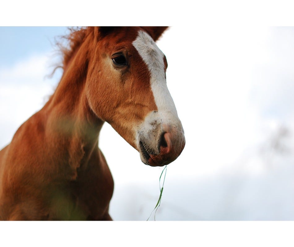 Equine Probiotics help Gastrointestinal Problems in Foals