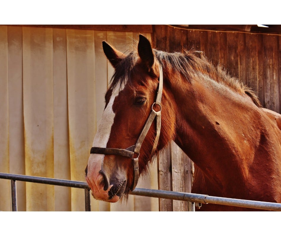 Breed of the Month: Clydesdale Horse