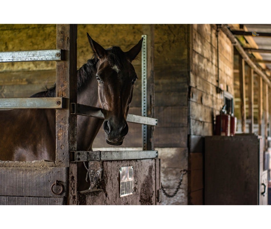 A combination anthelmintic will treat most equine worms.