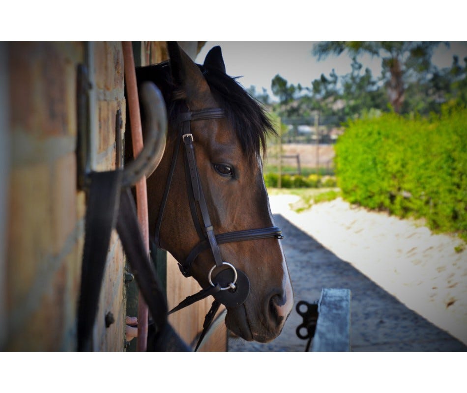 Horse Wormers and Equine Worming Schedule