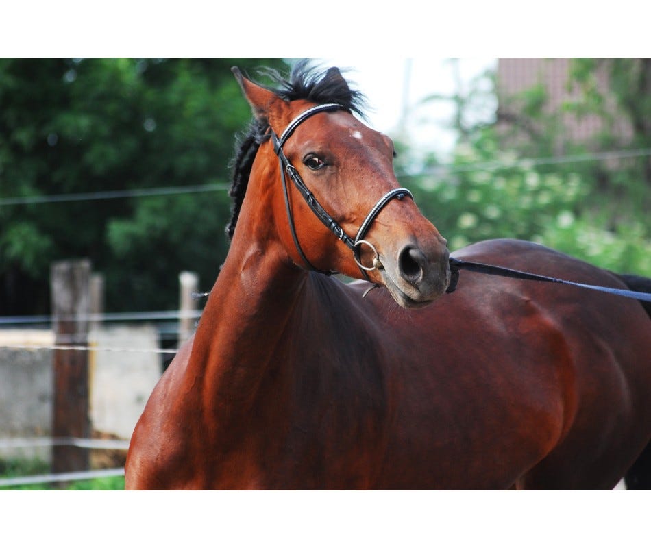 Horse worming is an integral part of equine care.