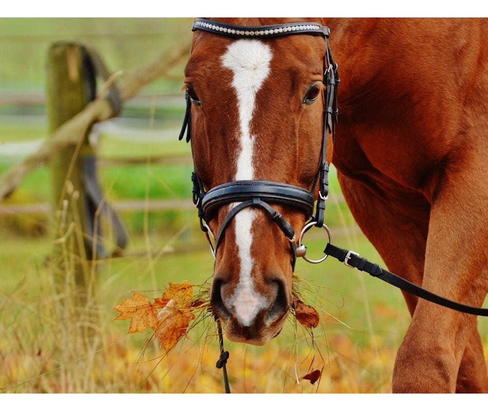 AbFen is an important deworming agent