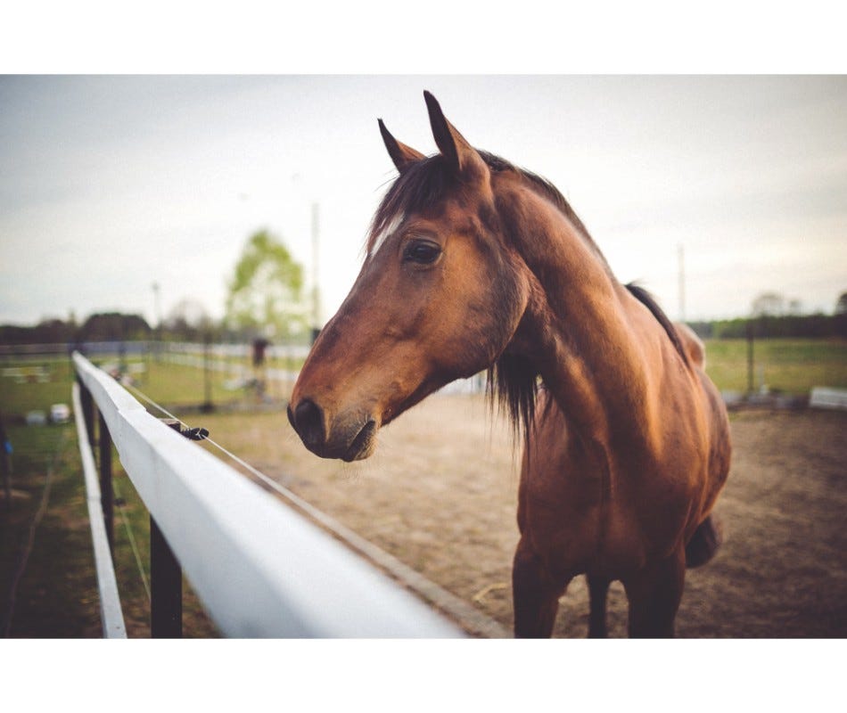 How will a probiotic benefit horses with gastric ulcers?