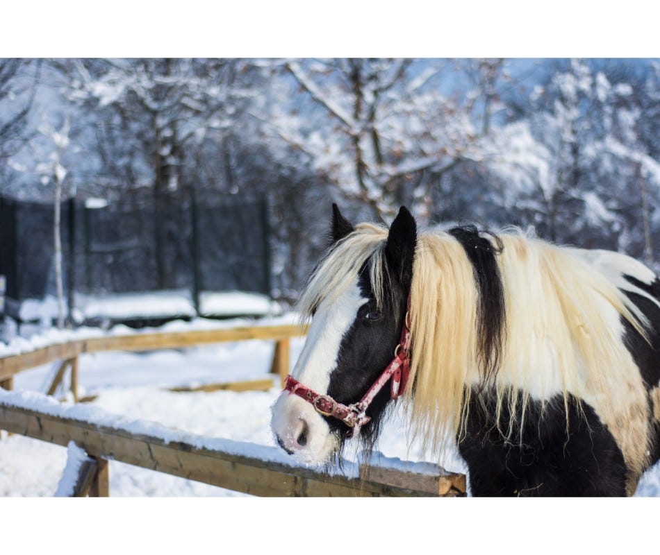 Better care needed for management of gastric ulcers in older horses