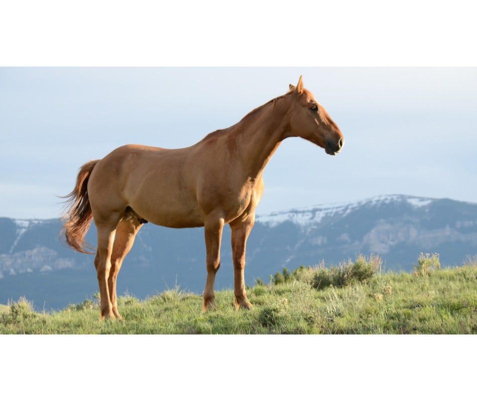 Are Equine probiotics Really Necessary?