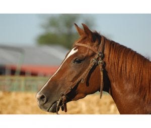 Horse probiotics should be a standard inclusion in equine nutrition.