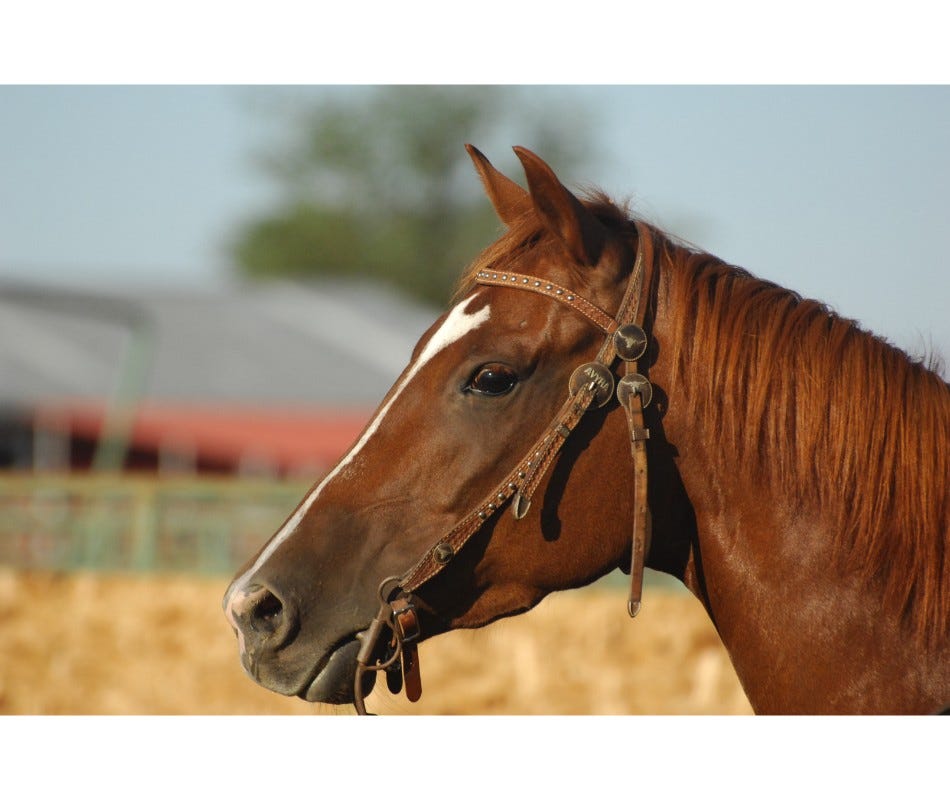 AbActive Equine probiotics for Your Horse's Nutrition