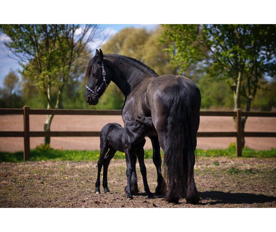 Broodmare and foal health is very important.