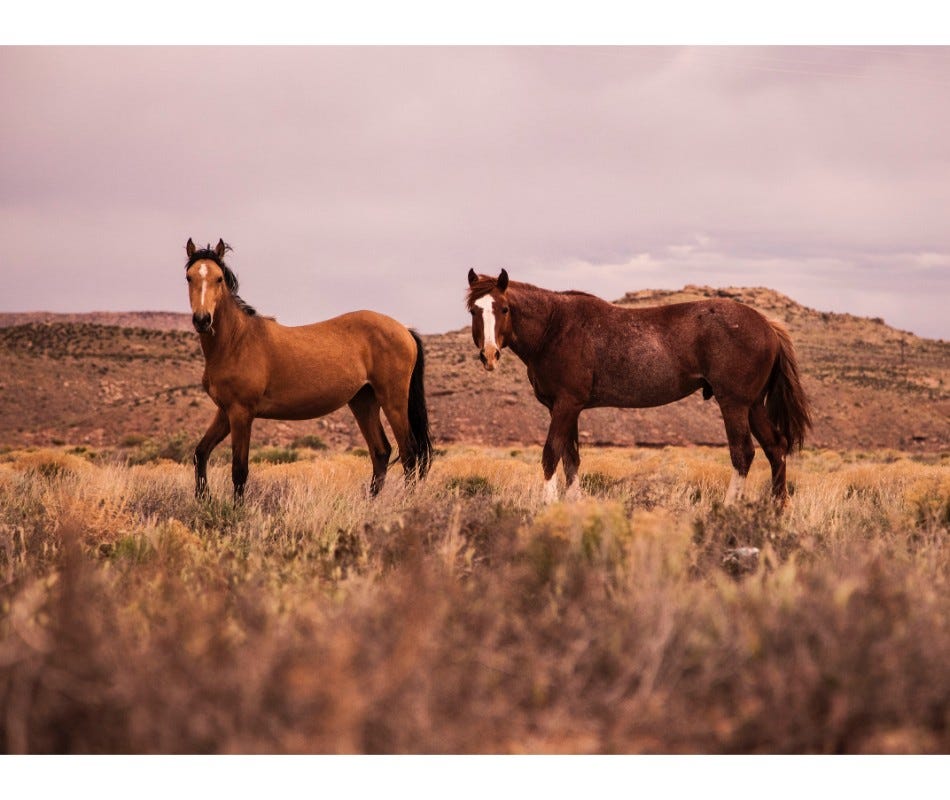 Horses are herd creatures.