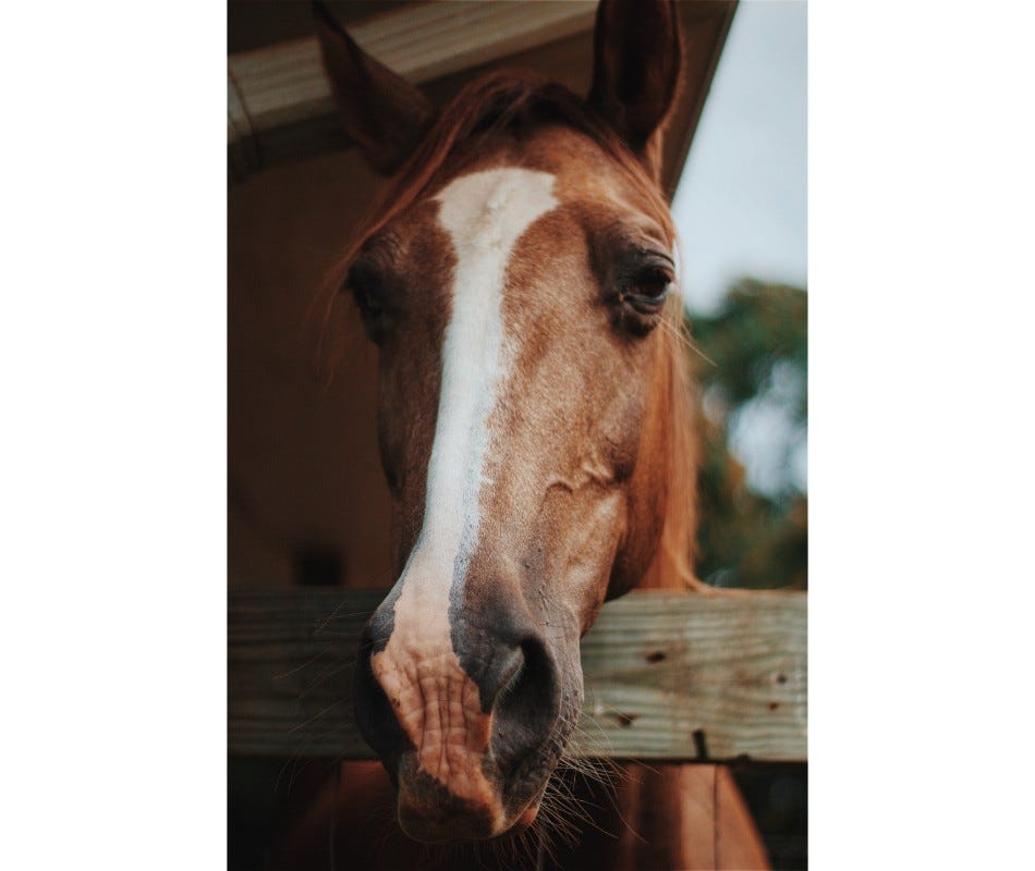 Parasite infestation can affect senior horses more significantly compared to young adult ones