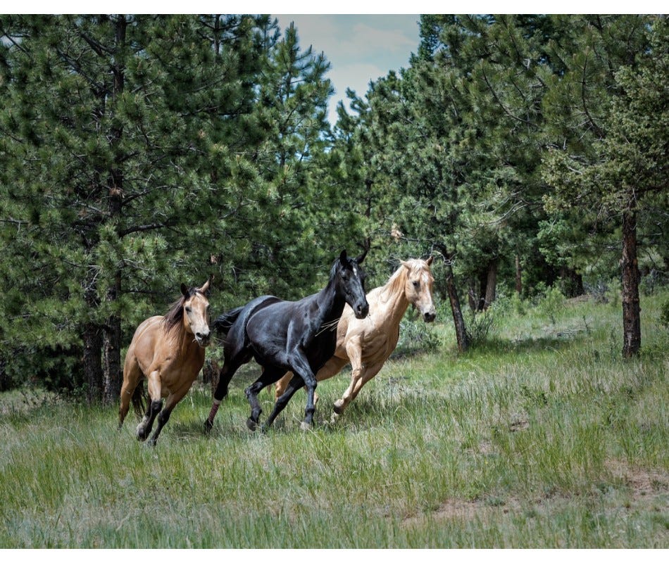 Your vet is the best source of advice about your horse's health.