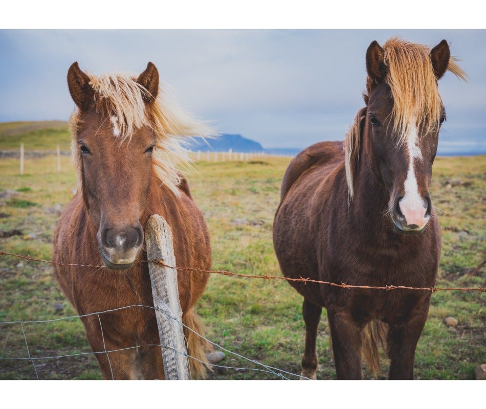 AbIver Plus™ is a broad-spectrum equine dewormer.