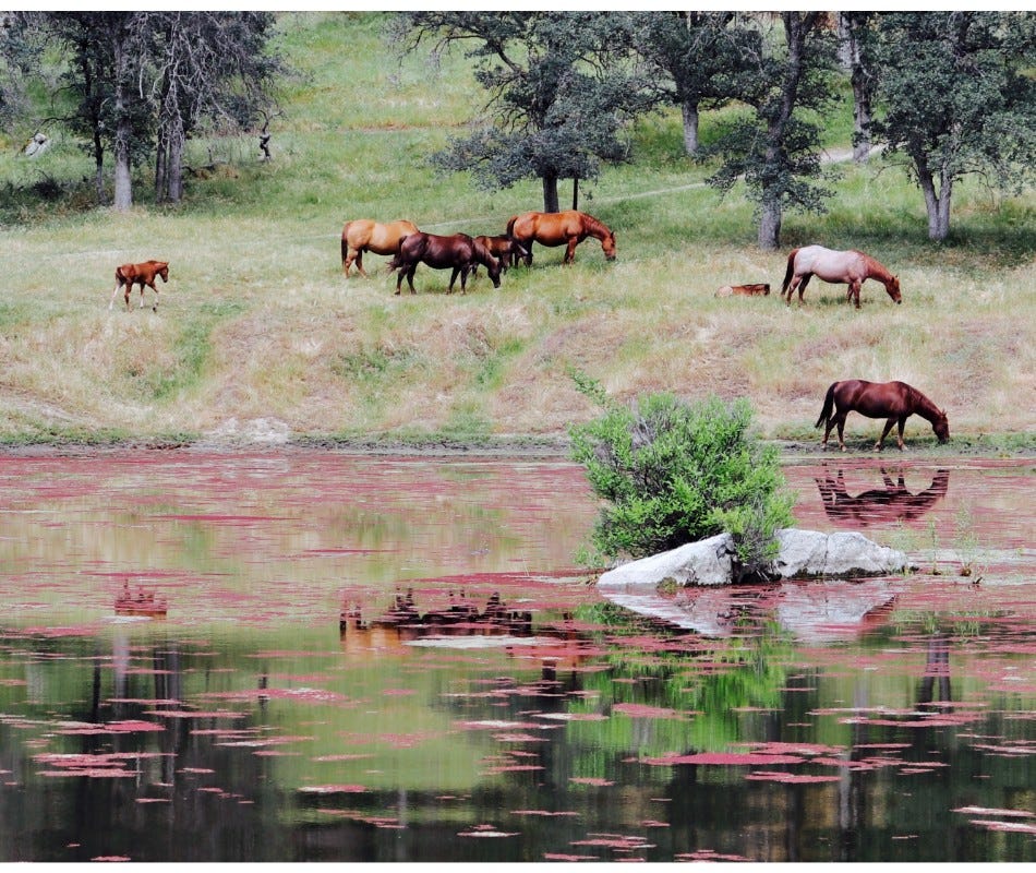 Your horse's health should be an owners first priority.