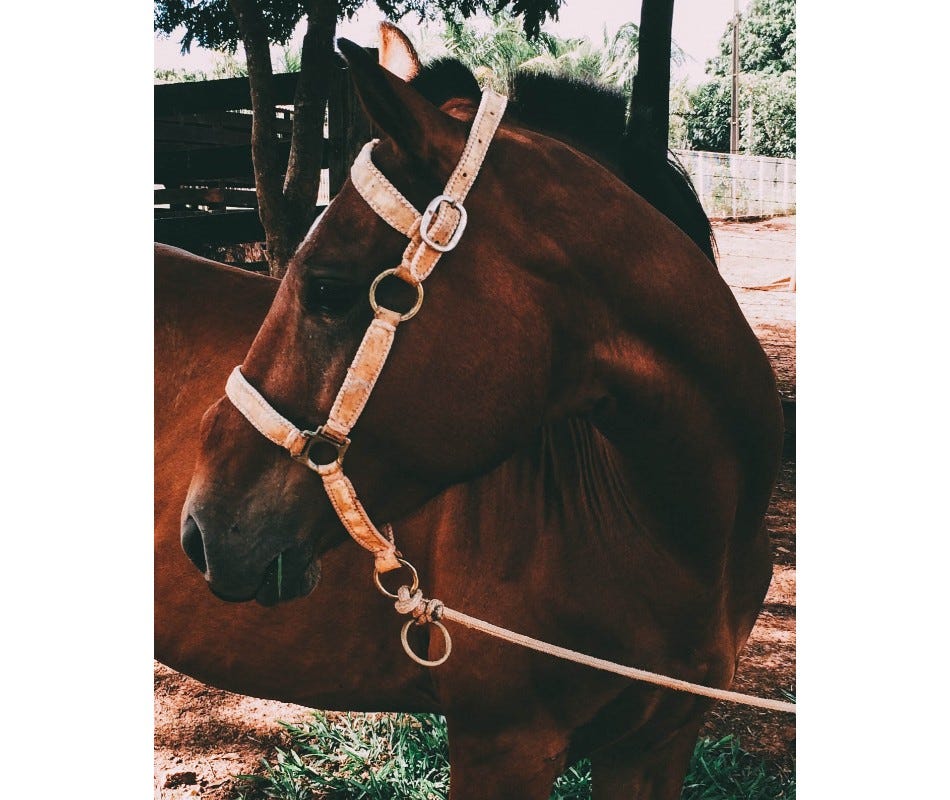 Fecal egg counts are the most effective way to determine parasite rates in horses.