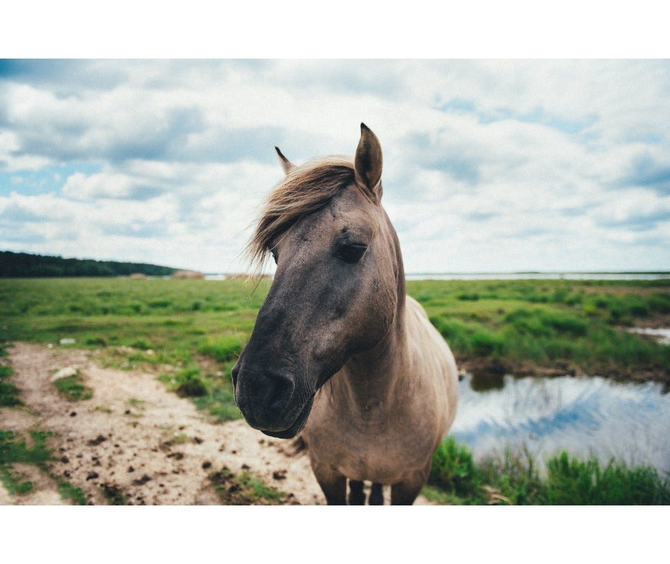 Equine Summer Sores: How to Control