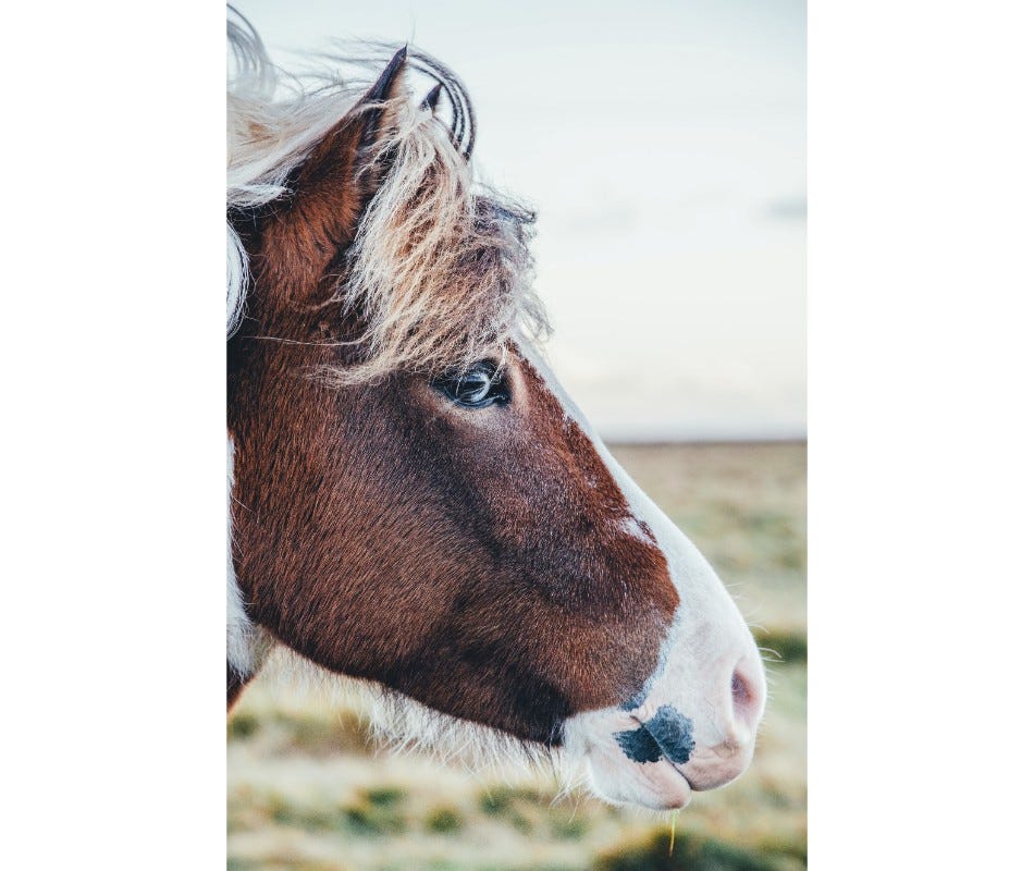 Horse Worming Advice: How to Combat Resistance