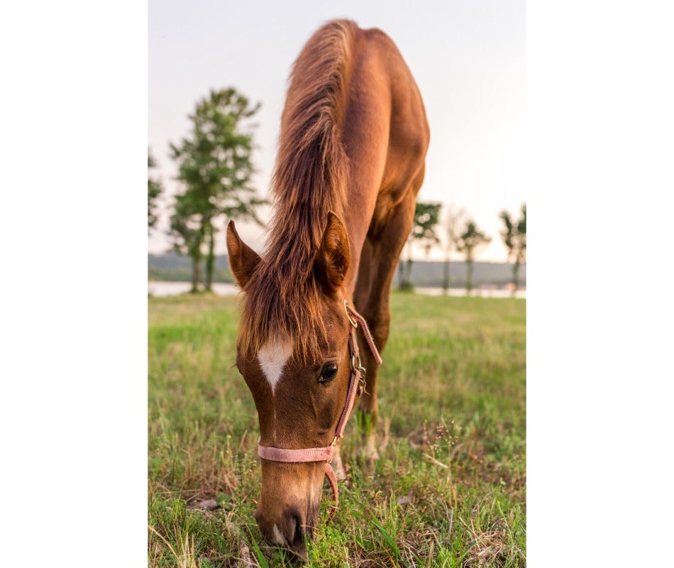 If your horse does not need deworming, it’s better not to give it.