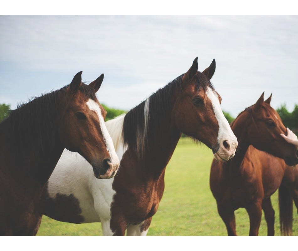 AbFen: The Great Migration of Equine Parasites