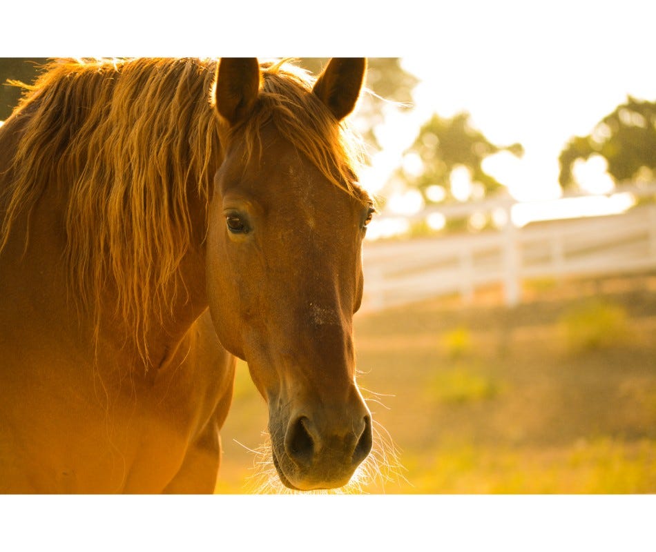 There are three species of tapeworms that are common to horses.