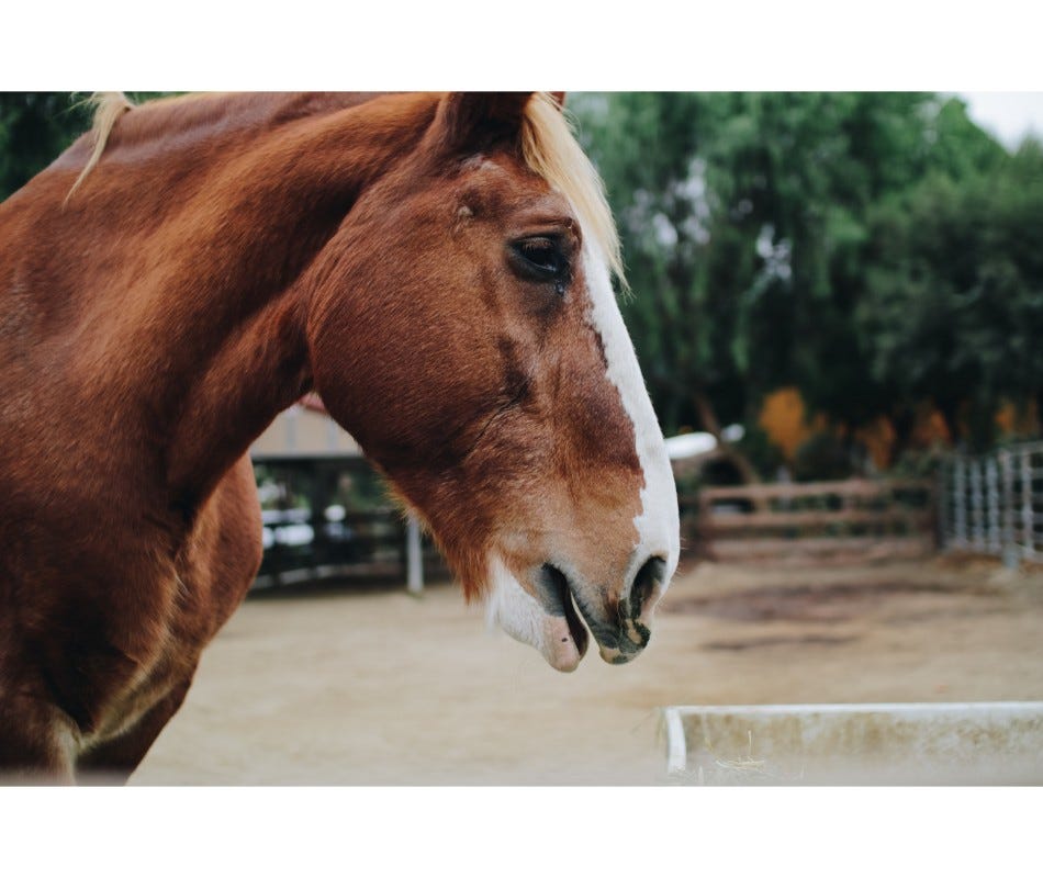 All horses have intestinal worms.