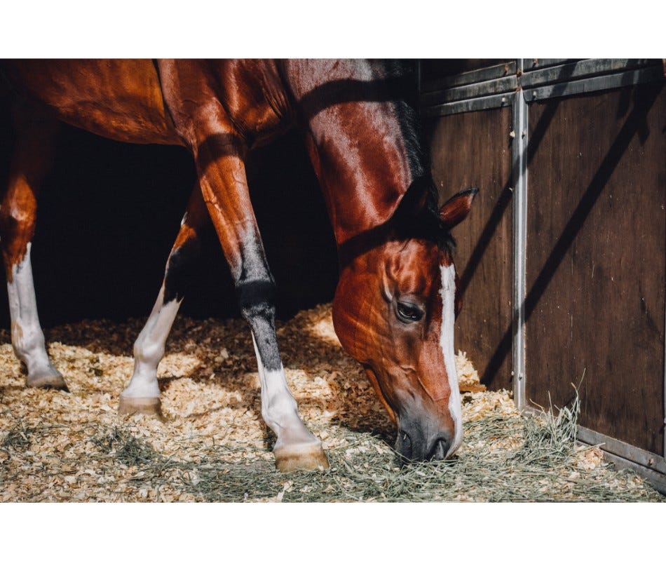 Identifying Tapeworms in Horses