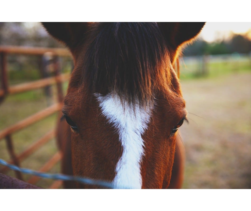 Equine parasites pose a significant threat to your horse’s health.