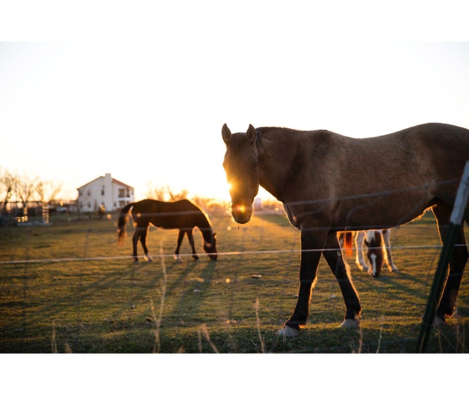 AbFen: Equine Internal Parasites - Small Strongyles