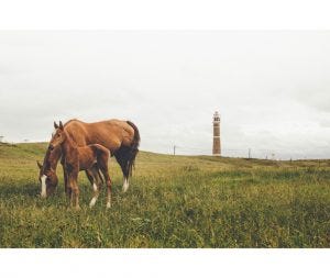 Intestinal parasites in horses may pose as threats to the horse’s life