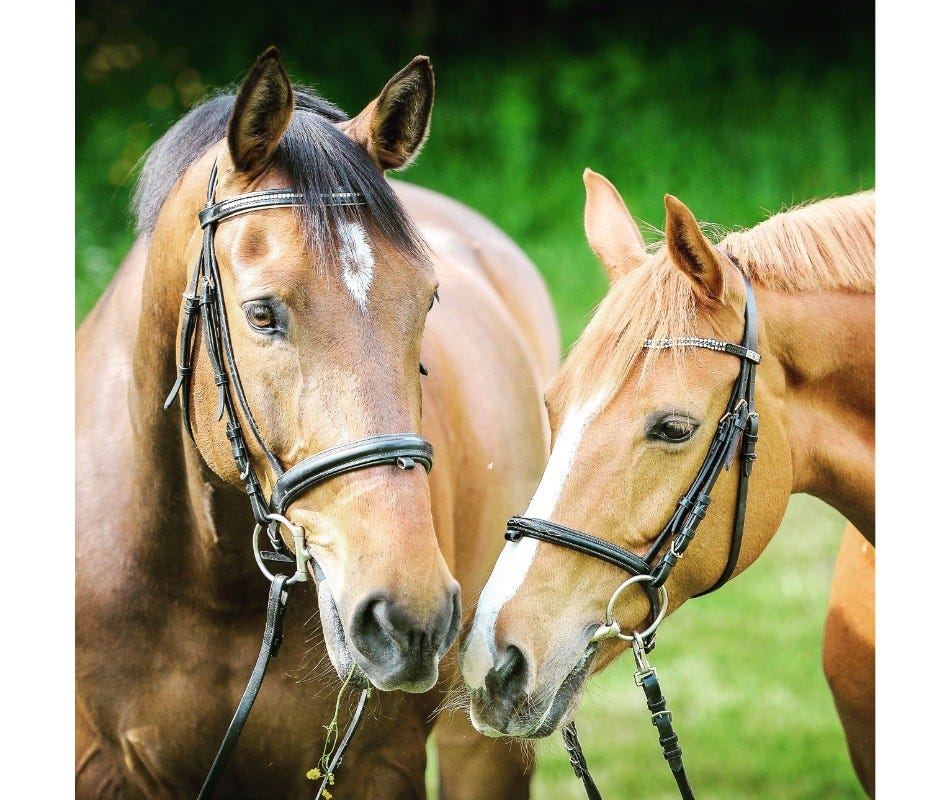 Equine Ulcer Treatment: Granules vs Paste – Which is Better?