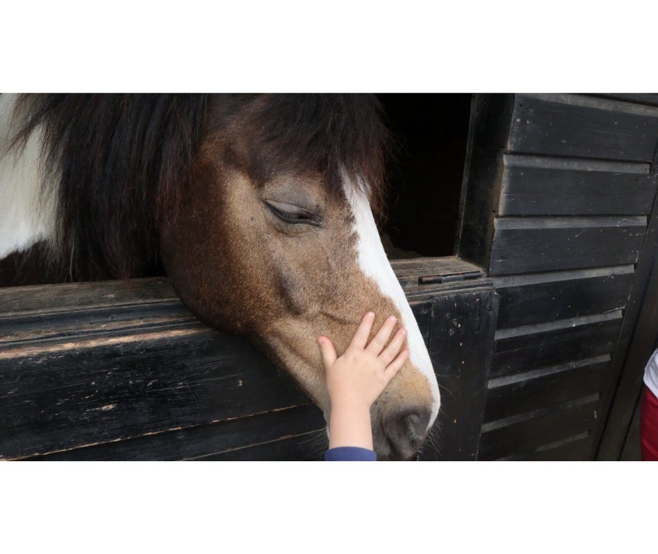Deworming Older Horses
