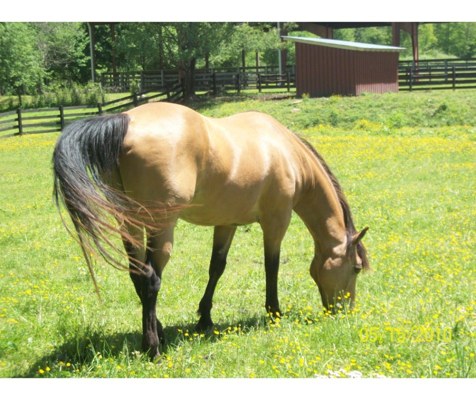 Summer Sores in Horses - Prevention is best treatment