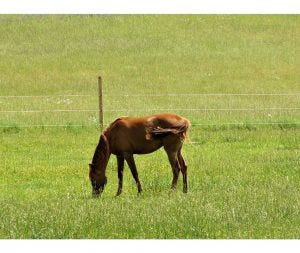 The most harmful of all equine parasites are the large and small strongyles.