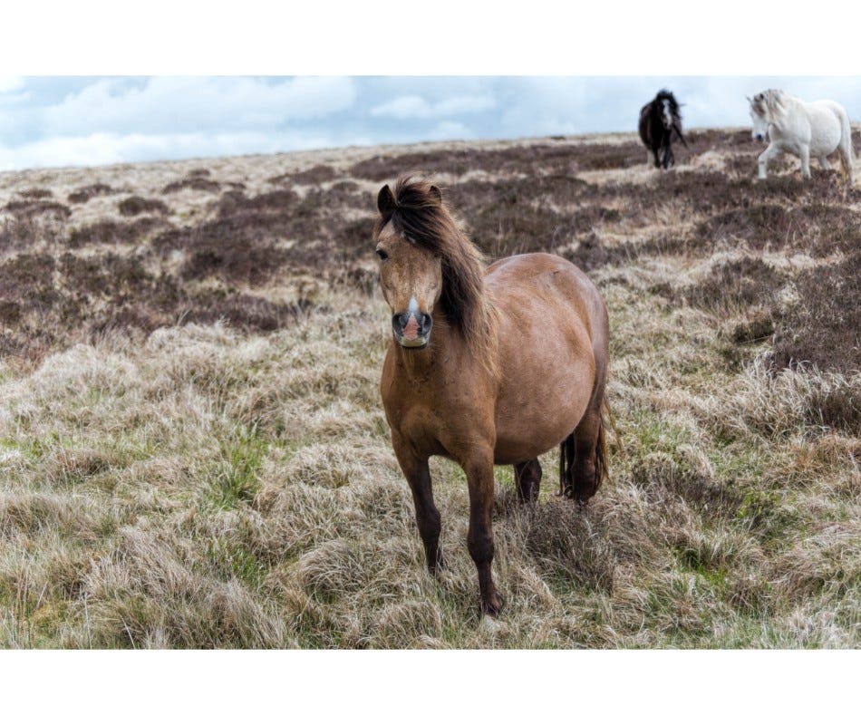 Equine Dewormers: Tips for Convenient Dosing