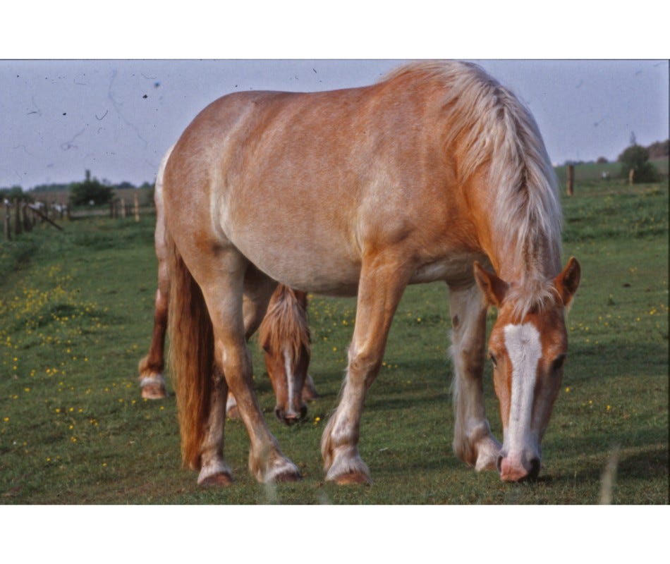 Purge Deworming with Fenbendazole for Horses