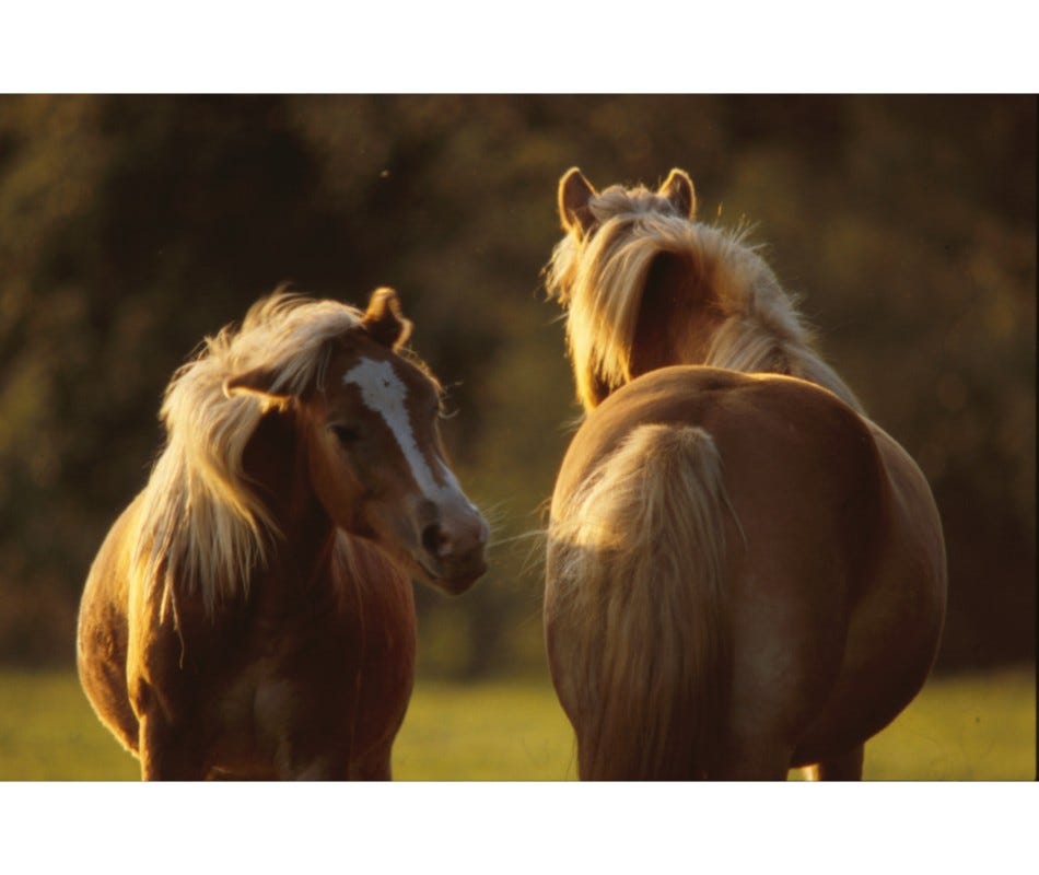  How to care for mares and foals when Horse worming