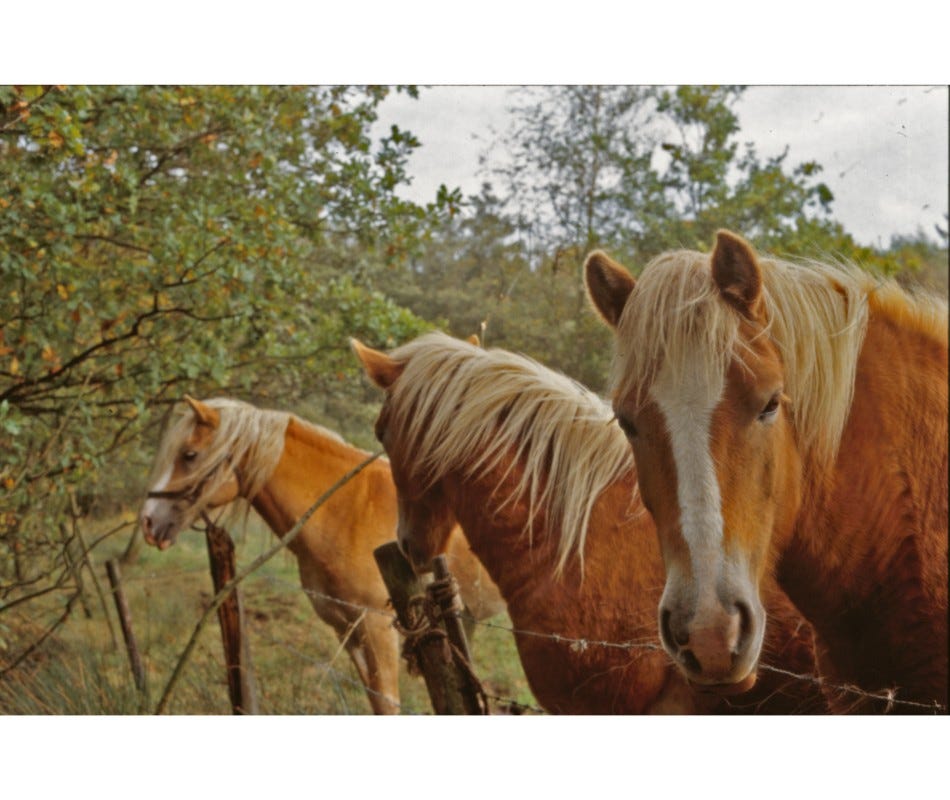 Abler Affordable Equine Dewormers