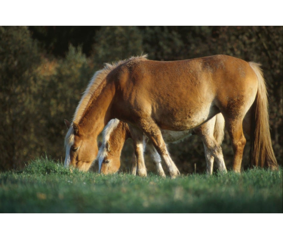 Reining and Roping – Western Horse Riding