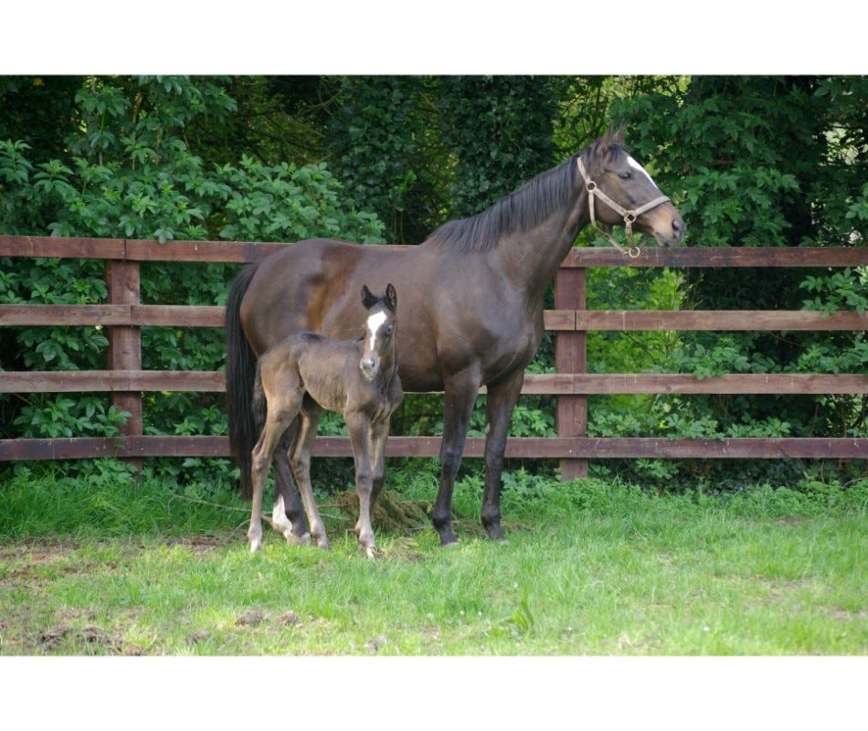 Broodmare Nutrition throughout Pregnancy