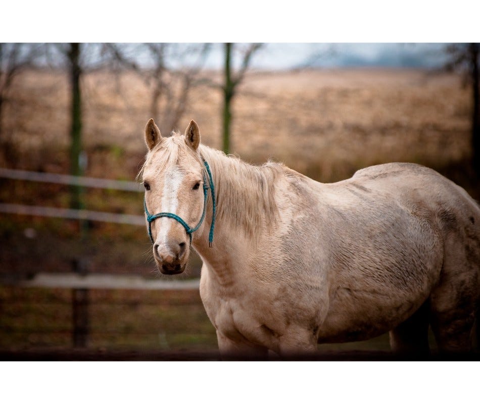 A girthy horse may mean ulcers.