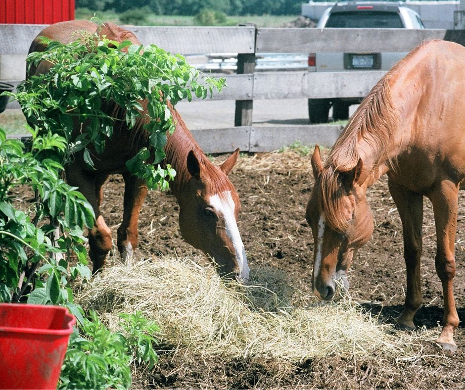 alkaline diet for equines