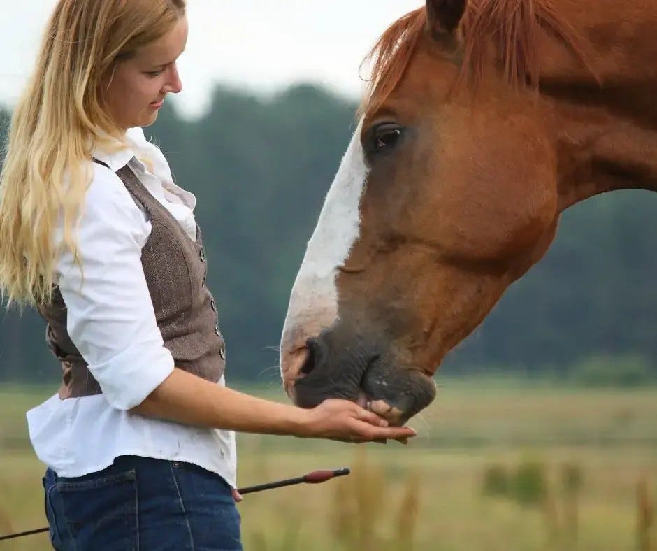 How To Treat Stomach Ulcers in Horses