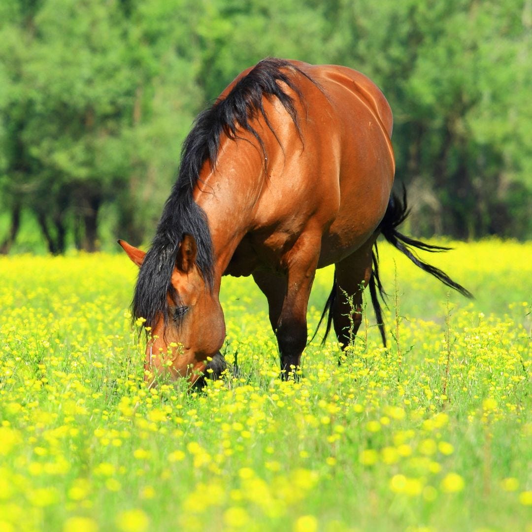 How Spring Grass Affects Your Horse’s Hindgut