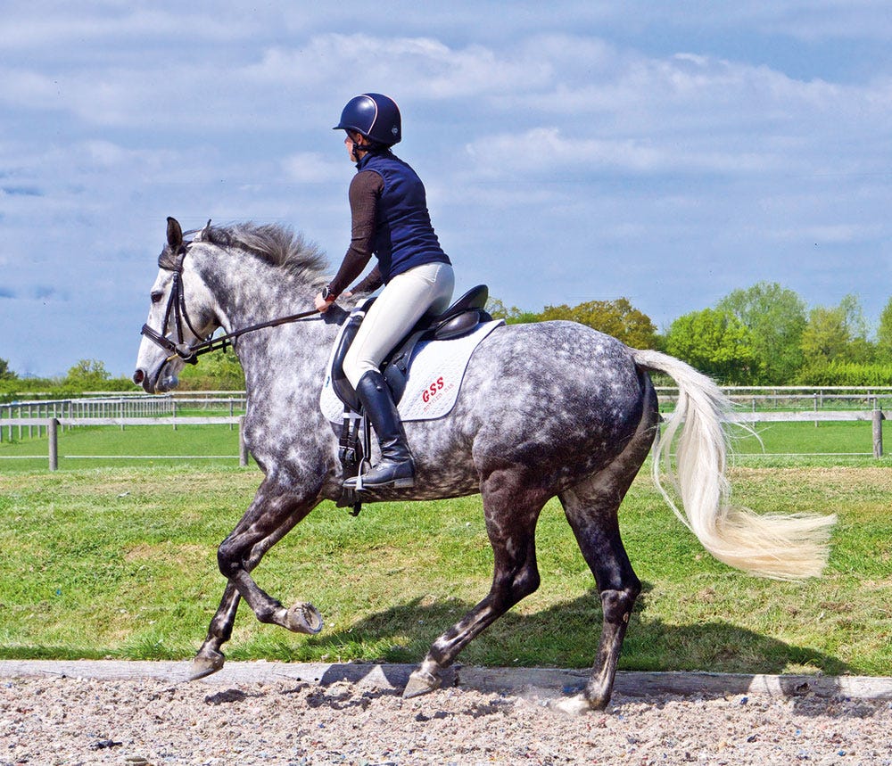 Could hindgut ulcers be the cause of my horses back pain?