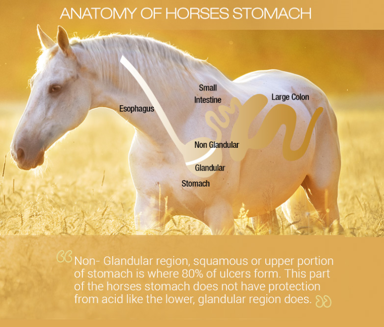 How best to treat Equine Non-Glandular and Squamous Ulcers