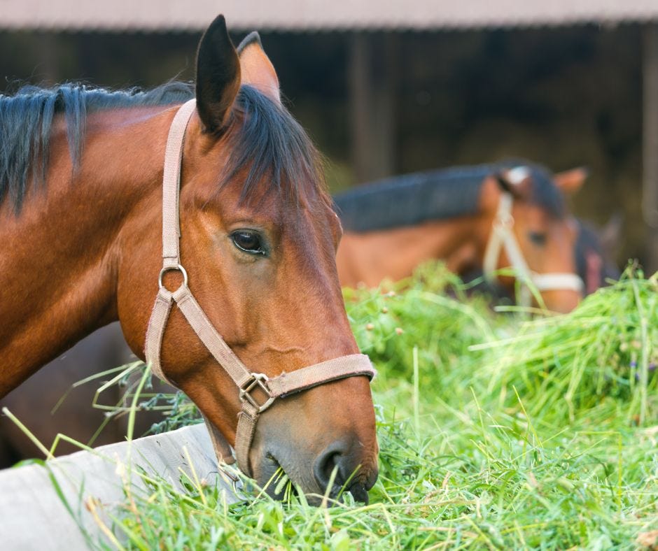 Forage Only Diets for Performance Horses