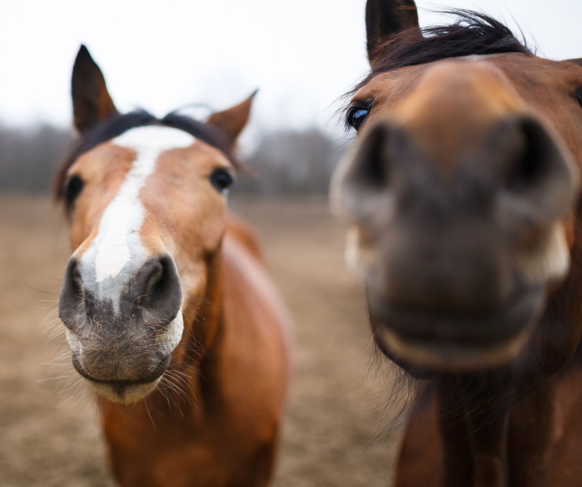 How to heal horse ulcers with easy to administer omeprazole paste